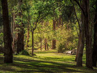 Obraz premium Peaceful Clearing Between The Trees