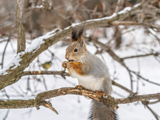 The squirrel with nut sits on tree in the winter or late autumn