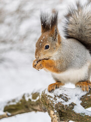 The squirrel with nut sits on tree in the winter or late autumn