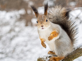 Squirrel in winter sits on a tree trunk with snow