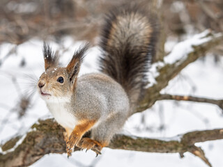 Squirrel in winter sits on a tree trunk with snow