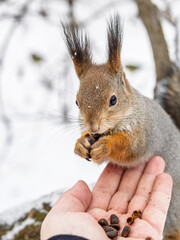Squirrel eats nuts from a man's hand. Caring for animals in winter or autumn.