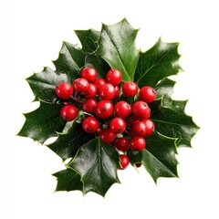 Vibrant holly leaves and berries