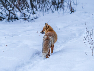Fototapeta premium European Red Fox (Vulpes vulpes) in winter forest