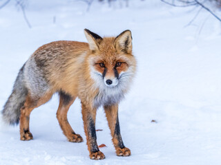 Obraz premium European Red Fox (Vulpes vulpes) in winter forest
