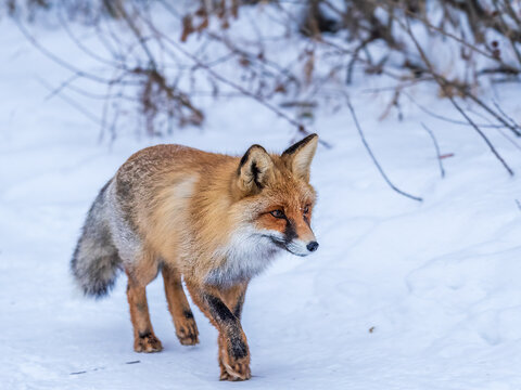 European Red Fox (Vulpes vulpes) in winter forest