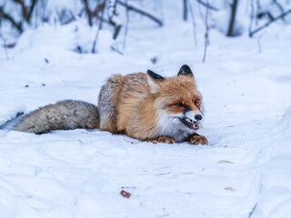 European Red Fox (Vulpes vulpes) in winter forest