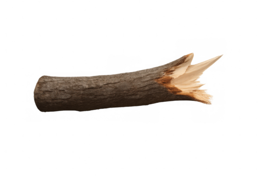 Broken wood branch showing rough bark and splintered end, revealing raw wooden texture. Nature object for design