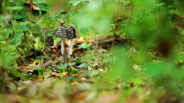 Slow handheld camera movement through autumn forest floor in Bulgaria, passing dry leaves and grass to reveal three Coprinopsis picacea mushrooms among oak leaves.