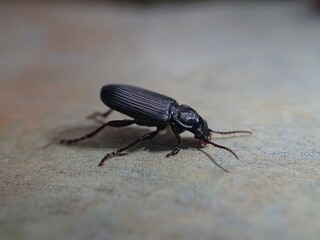 black beetle or darkling beetles of the family Tenebrionidae