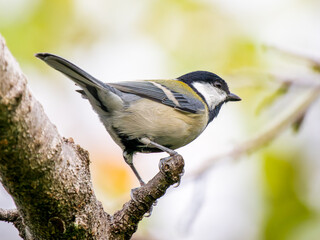 木にとまるシジュウカラ
