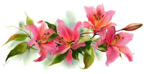 Vibrant pink lily flowers with green leaves on a pure isolated on transparent background