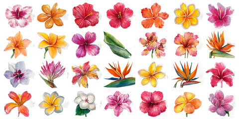 Vibrant watercolor tropical flowers collection diverse exotic blooms isolated for floral design projects isolated on transparent background