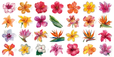 Fototapeten Gemalte Blumen Vibrant watercolor tropical flowers collection diverse exotic blooms isolated for floral design projects isolated on transparent background  © DARK TRUST