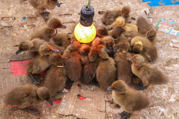 A group of ducklings in a pen are warming themselves under a lamp. The ducklings gather in the cage