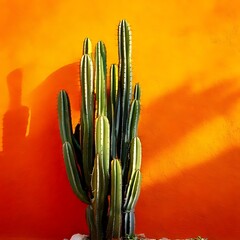 Tall cactus against a bright orange wall