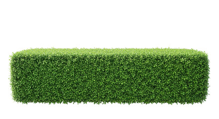 Boxwood hedge rectangle for landscaping design isolated PNG with Transparent Background