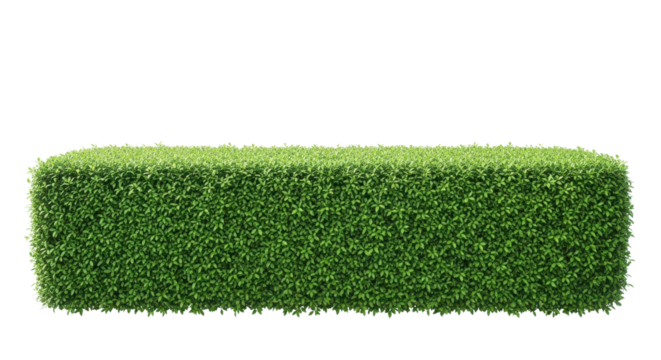 Boxwood hedge rectangle for landscaping design isolated PNG with Transparent Background