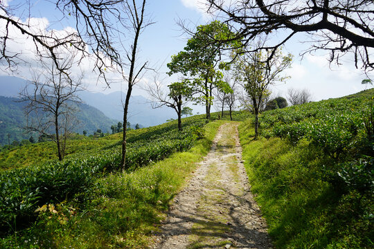 Dirt Track Winding Uphill Through Tea Estate and Trees at Sherpagaon Kalimpong