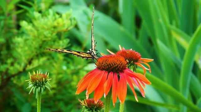 Elegant butterfly flitting around vibrant orange coneflowers on a bright summer day in a lush garden setting, perfect for nature lovers