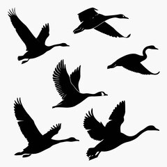 Obraz premium Six black goose silhouettes in flight on white background
