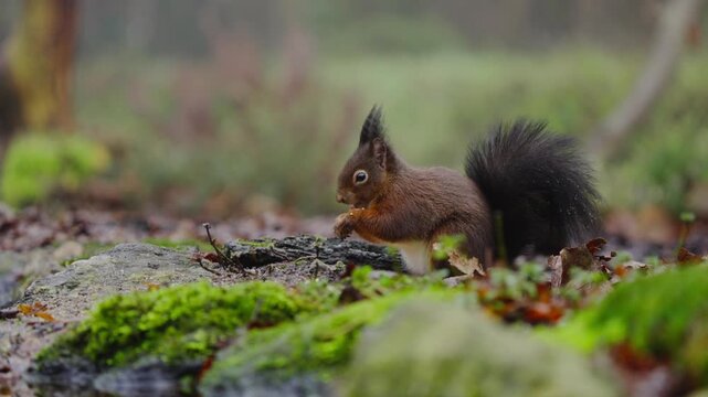 Red squirrel Sciurus vulgaris runs over moss with tail raised in alert posture
