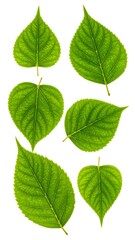Fototapeta premium Collection of six verdant leaves, showcasing diverse shapes on white
