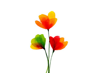 Obraz premium Abstract watercolor flowers orange red green black background, Isolated On White Background, Png Transparent