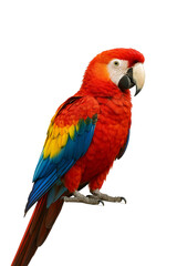 Obraz premium Scarlet Macaw Parrot Isolated on Transparent Background — Exotic Tropical Bird with Bright Feathers