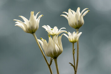Flannel Flower plant in flower