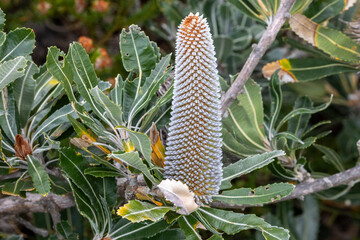 Australian Saw or Old Man Banksia