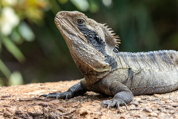 Australian Eastern Water Dragon basking