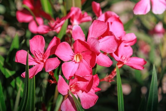 Beautiful pink flowers on street. Closeup view of bright pink cluster of flowers of nerium oleander shrub