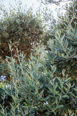 Fototapeta premium Closeup of olive tree branches with spring green leaves at sunlight. Organic texture and pastel tones of foliage.