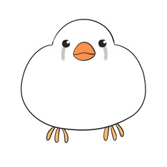 キンカチョウ　チェストナット・フランク・ホワイト