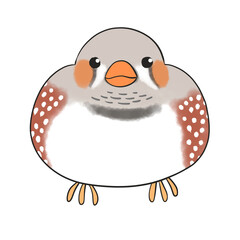 キンカチョウ　ノーマル