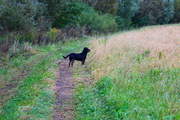 A black dog stands on a narrow dirt path running between tall green grass and a field of dry,...
