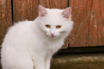 A close-up shot features a fluffy white cat with striking yellow eyes, sitting next to an old wooden wall made of vertical planks. The animal is looking intently down or at the viewer, its fluffy coat