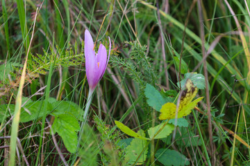 A macro photograph showcases a delicate, pale purple flower (autumn crocus) gracefully rising amidst dense, tall grass and green foliage.