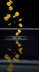 Yellow Flowers Falling into Water with Ripples and Reflection