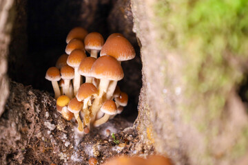 A high-contrast macro image of mushrooms densely growing in a dark cavity or crevice of an old tree or stump. Their light-brown caps and slender stems stand out vividly against the darkness and the mo