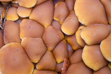 ​A macro photograph captures a dense cluster of mushrooms, viewed from above, where only their...