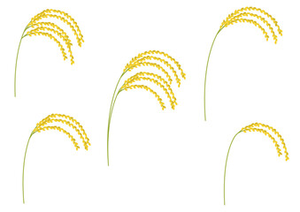 色々な垂れた稲のイラストのセット_葉なし
