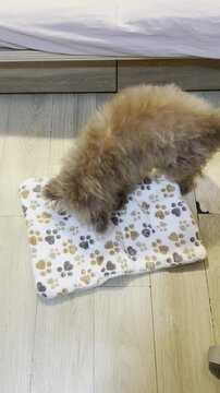 A red poodle puppy is scratching the mattress with his paws, making his bed