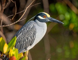 Bird portrait, close-up, with striking yellow and black plumage