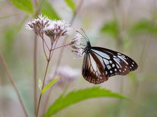 フジバカマの蜜を吸うアサギマダラ