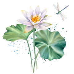 Lotus white with leaves and a dragonfly on an isolated background. Watercolor botanical illustration of hand painted water lily flowers. Chinese and Indian design for postcards and invitations.