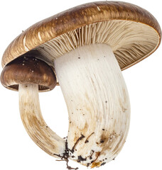 mushrooms isolated on transparent background