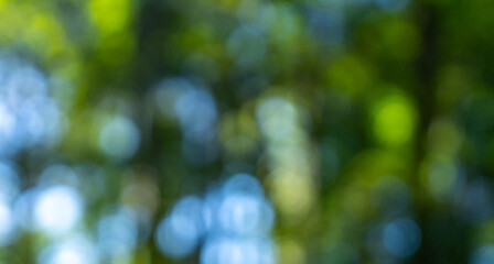 Leaf blur textures for nature design. Fresh spring leaves in glowing sunlight. Blurred meadow with greenery. Shiny foliage reflects sunlight. Forest scene with soft focus. Natural green background.