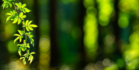 Plant and trees blur green background. Overlay of green leaves with blur effect. Blurred summer...